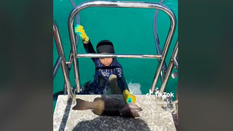 Shark filmed biting boy hanging onto boat