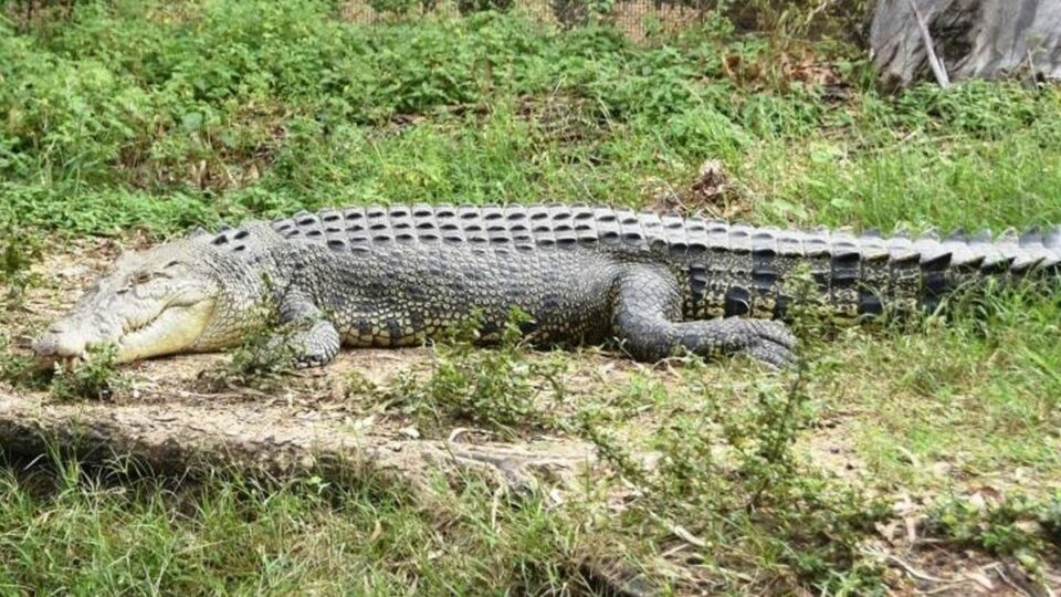 Croc escapee recaptured in Queensland