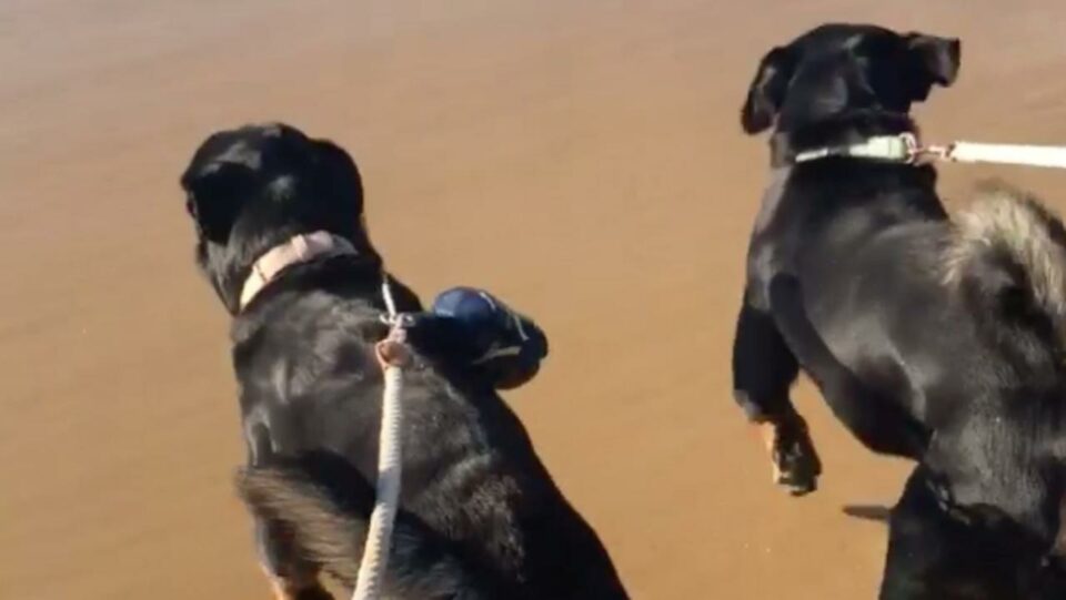 The trigger that caused rottweilers to snap