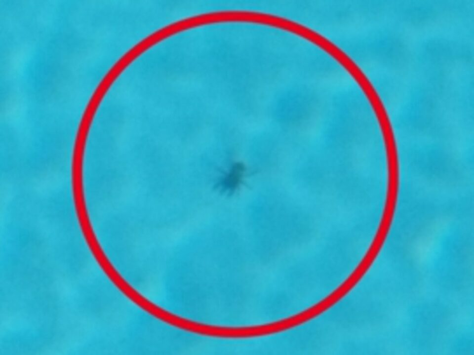 Deadly find in family’s swimming pool