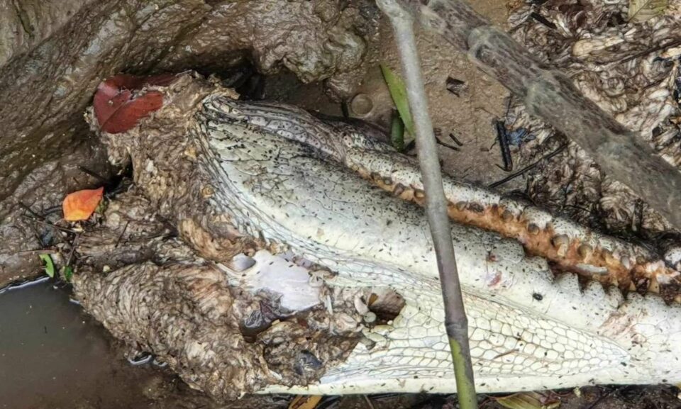 “Serial croc killer” taunted locals after beheading of tourist icon