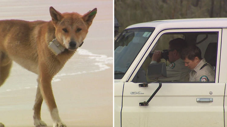 Great-granddad, 87, and dog killed by car