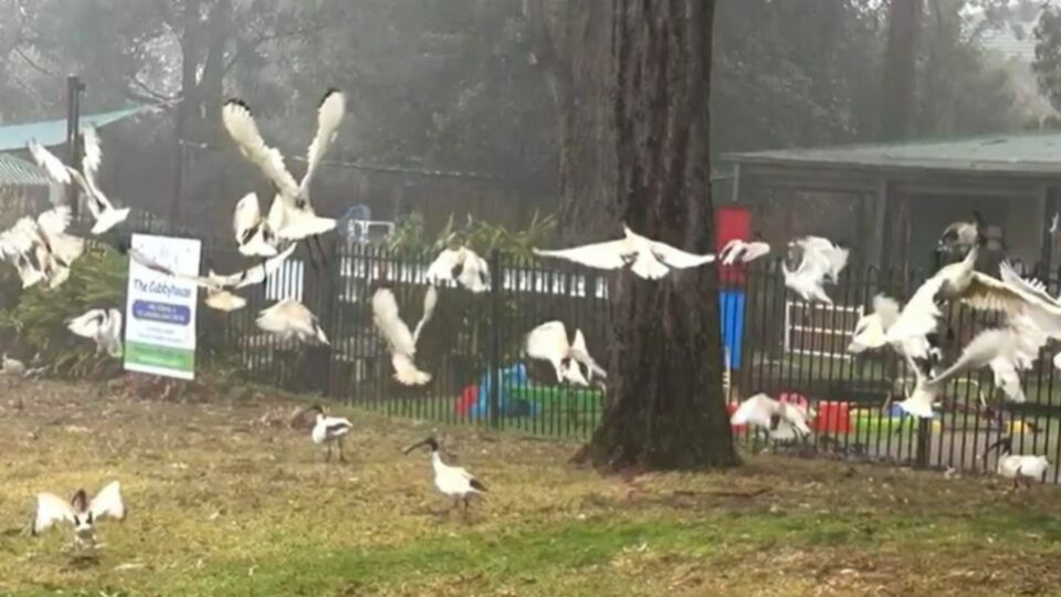 Hundreds of bin chickens terrorise preschool