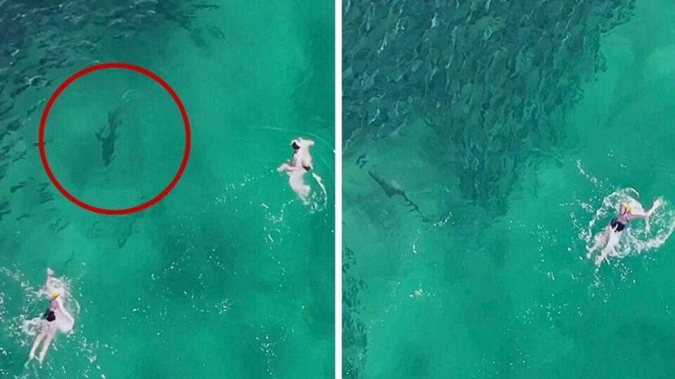 Shark lurks metres from oblivious swimmer at Bondi