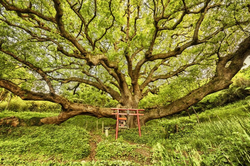 Disturbing three words painted on sacred tree