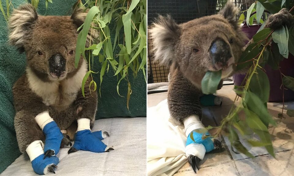 Grim truth behind adorable photo of beach-going koala
