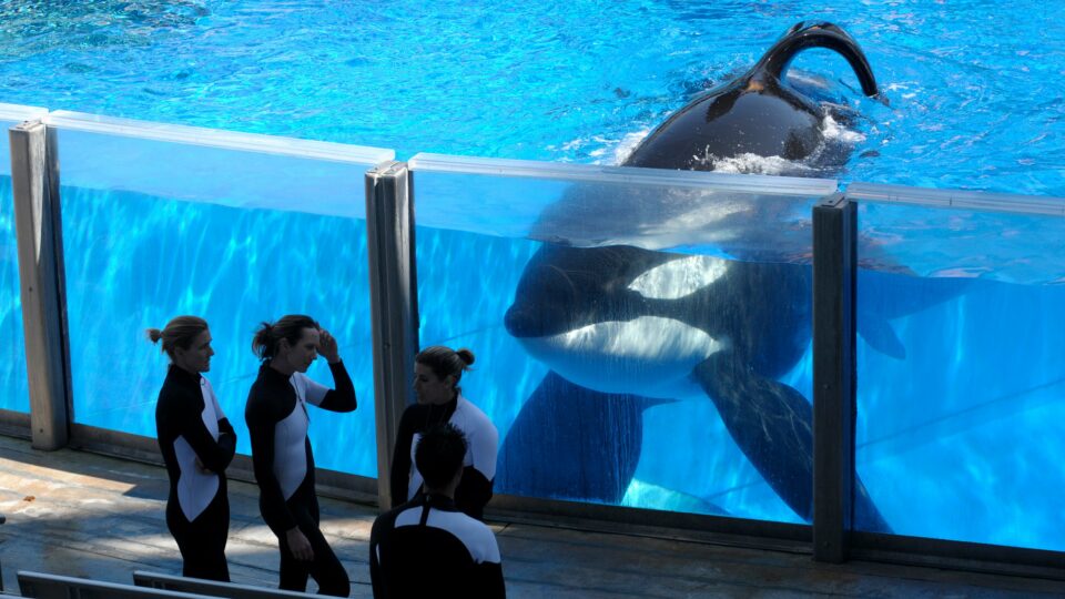 Inspiring update after Sea World crash