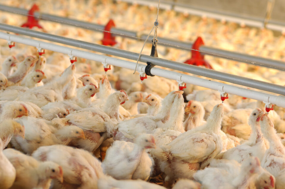 Fears grow for Aussie chicken shortage