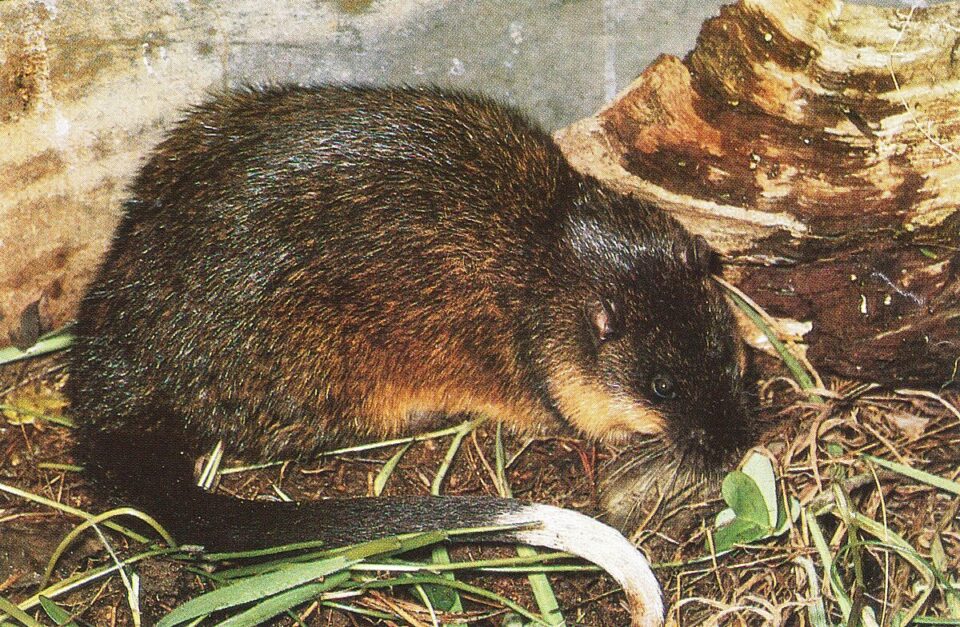 Aussie fishing town ‘comes alive’ with rats