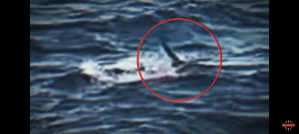 Man films own savage Aussie shark attack