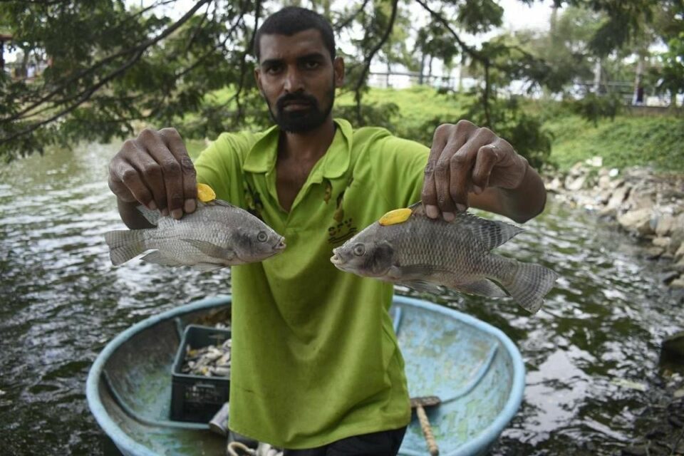 Dead fish spark panic at popular lake