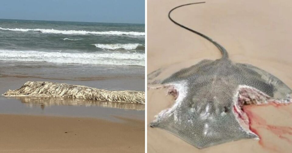 Dead sharks, stingrays and crabs wash up in large numbers on popular beach
