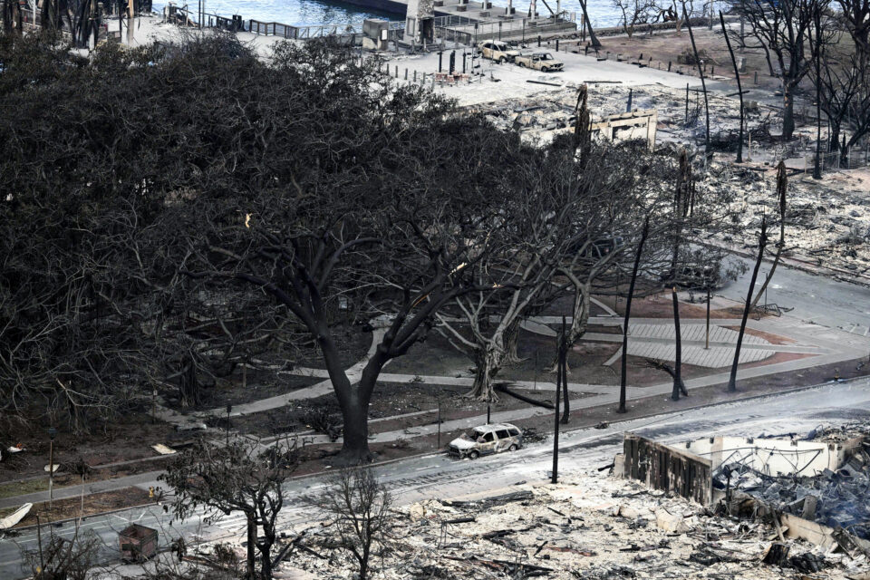 Locals devastated as 20 trees killed