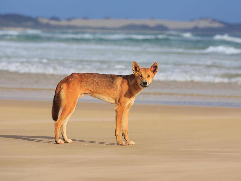 Dingo bites toddler on K’gari