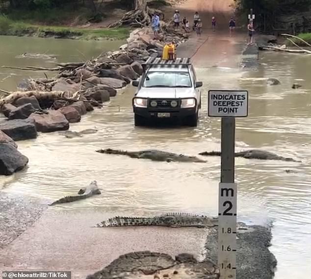 Feeding frenzy: Disturbing vision of family, including a young child, playing in crocodile-infested waters in Kakadu