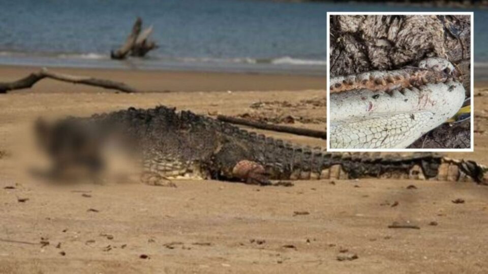 Killer croc on loose in Queensland