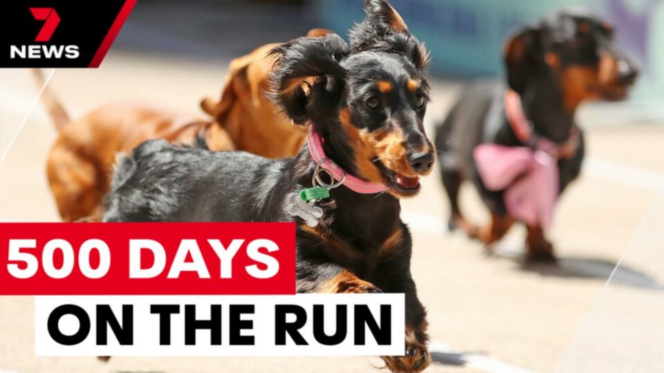 World-famous sausage dog sighting brings new hope
