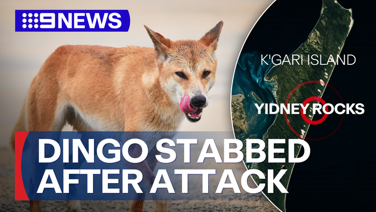 Dingo stabbed after attacking 9yo