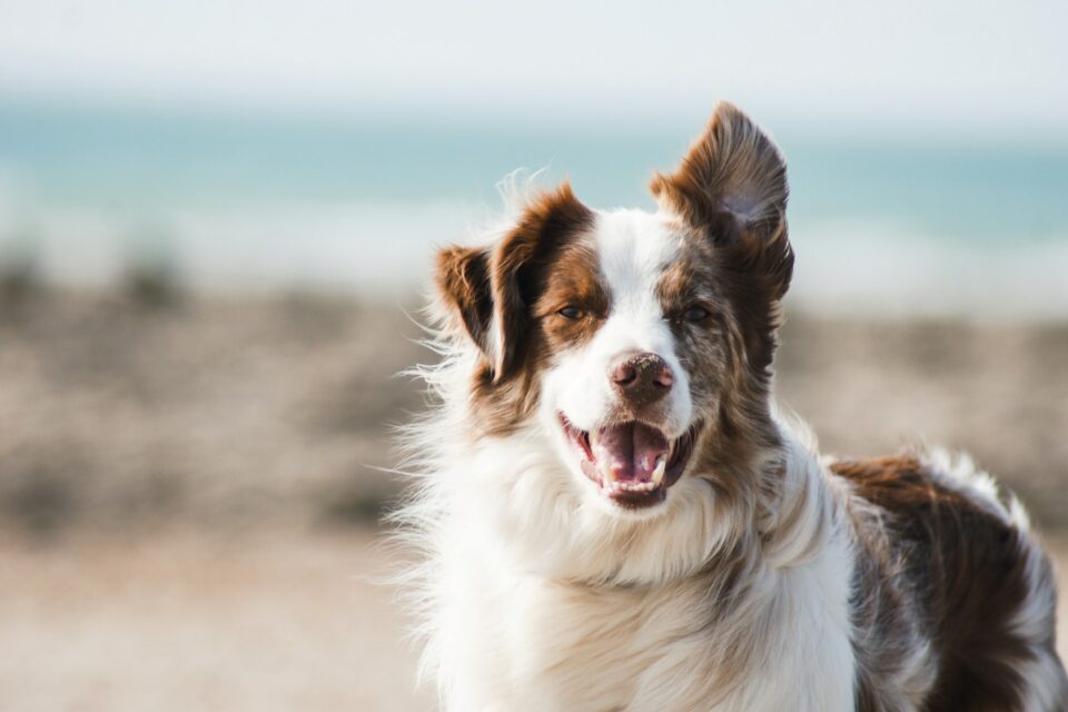Aussies searching for dream pet-friendly getaway