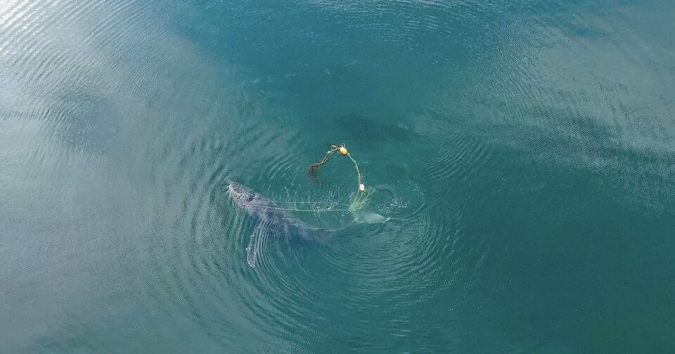 Dramatic moment entangled whale freed