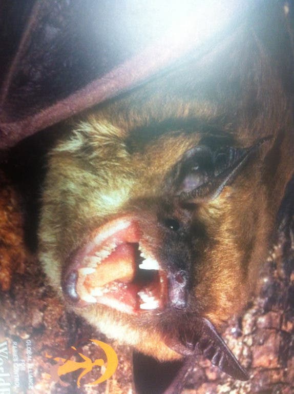 Man critical after being bitten by a bat