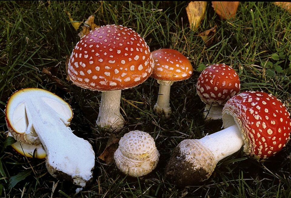 Photo sums up mushroom cook’s misery